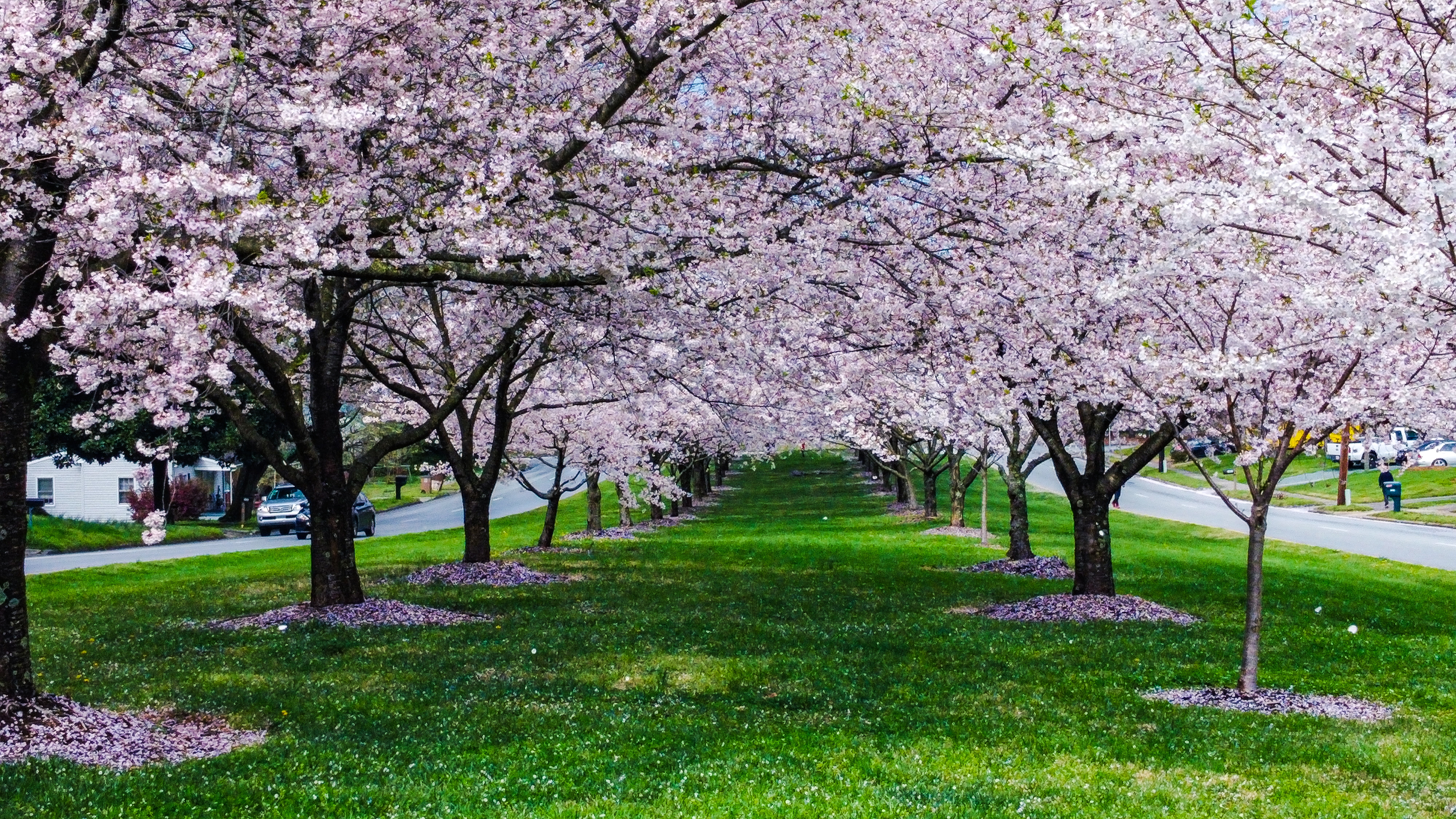 Cherry blossoms in a park